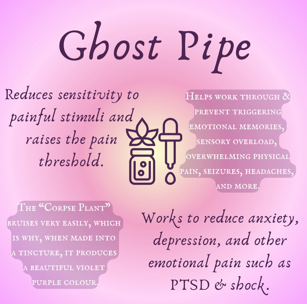 Ghost Pipe Tincture (30ml)